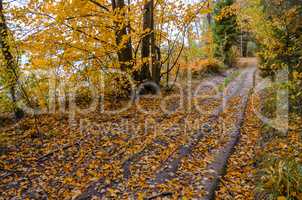 In The Autumn Forest