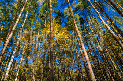 In The Autumn Forest