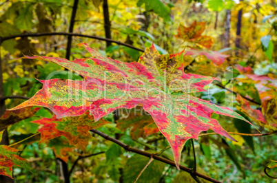 In The Autumn Forest