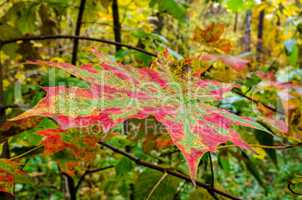 In The Autumn Forest