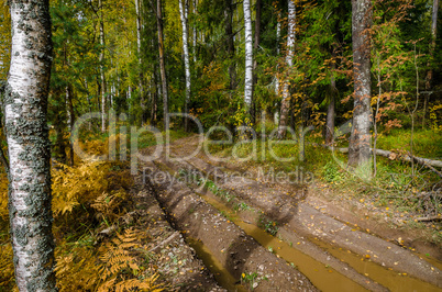 Golden autumn in October