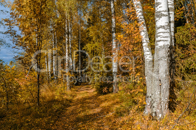 Golden autumn in October