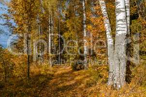 Golden autumn in October