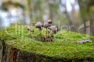 In the Autumn forest