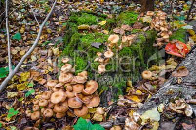 In the Autumn forest