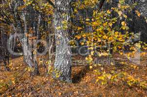 Golden autumn in October