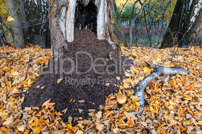 Anthill in the autumn forest