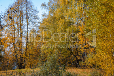 Golden autumn in October