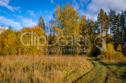 In The Autumn Forest