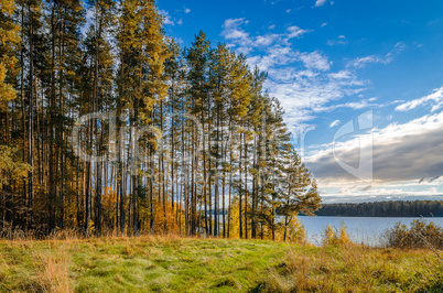 In The Autumn Forest