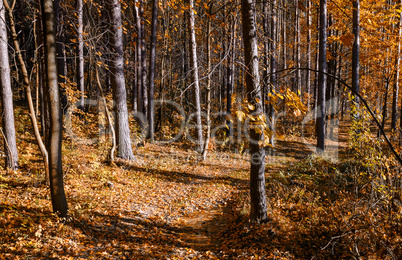 In The Autumn Forest