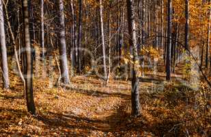 In The Autumn Forest