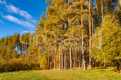 In The Autumn Forest