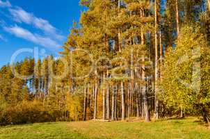 In The Autumn Forest