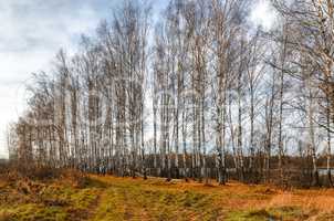 Birch grove in autumn