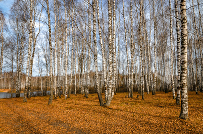 Golden autumn landscape