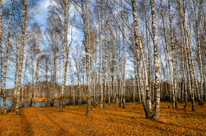 Golden autumn landscape