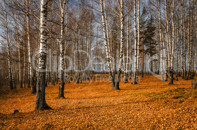 Birch grove in autumn