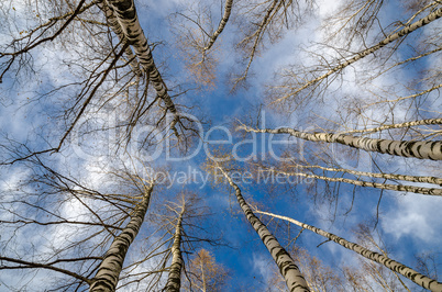 Birch leaves into the sky