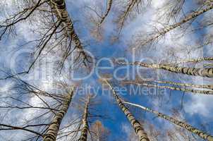Birch leaves into the sky