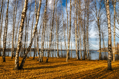 Birch grove in autumn