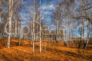 Birch grove in autumn