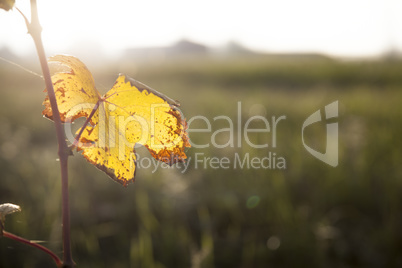 Single yellow dry grapevine leaf in autumn time