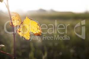 Single yellow dry grapevine leaf in autumn time