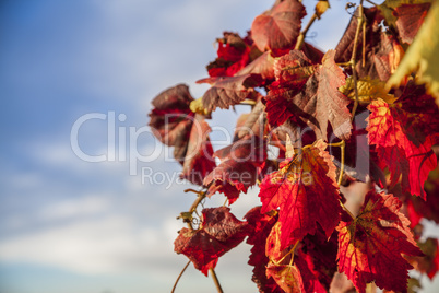 Hanging Wine Grape Leaves on blue sky Background