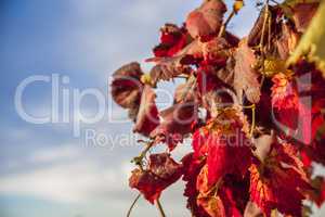 Hanging Wine Grape Leaves on blue sky Background