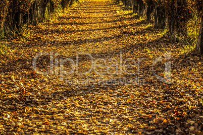 Autumn alley filled with fallen leaves