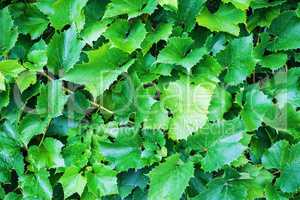 Green grape foliage