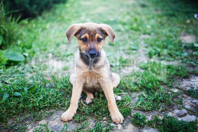 Puppy sitting in the grass