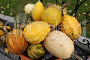 Autumn harvest colorful squashes and pumpkins
