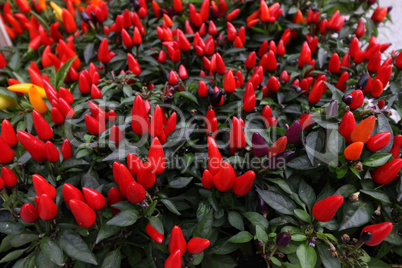 Spicy chili colorful planting