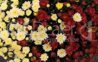 colorful oxeye daisy