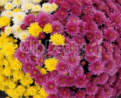 colorful oxeye daisy