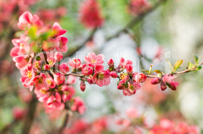 Red flowers bloomed