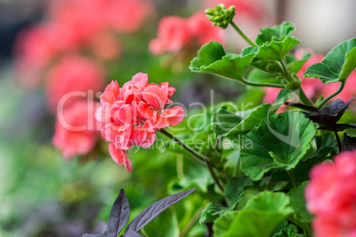 Flowers in a garden