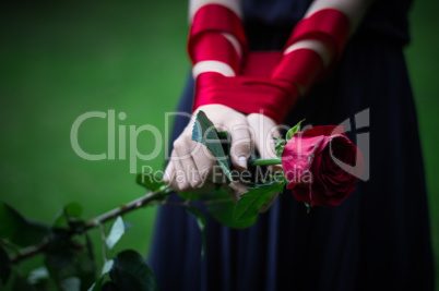 female hands holding rose