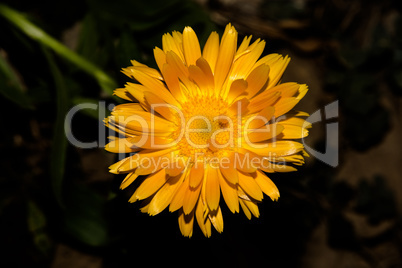 Beautiful Yellow flower closeup