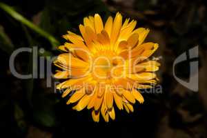 Beautiful Yellow flower closeup