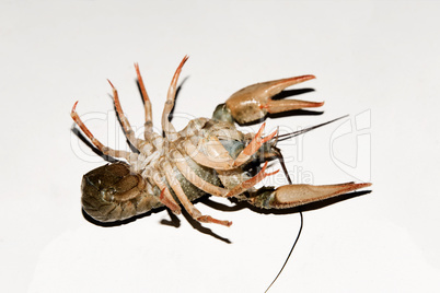 Alive crayfish isolated on white background.