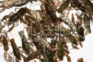 Alive crayfish isolated on white background.