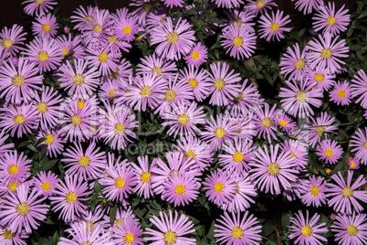 Violet asters flowers with leaves