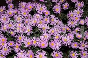 Violet asters flowers with leaves