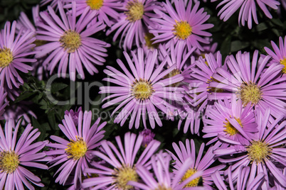 Violet asters flowers closeup