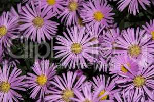 Violet asters flowers closeup
