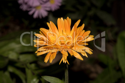 Beautiful Yellow flower closeup