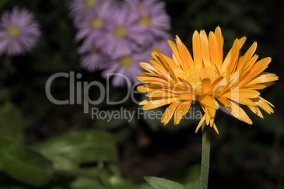 Beautiful Yellow flower closeup